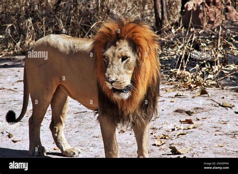 Lion in Fathala wildlife reserve, Zoo in Senegal, West Africa Stock ...