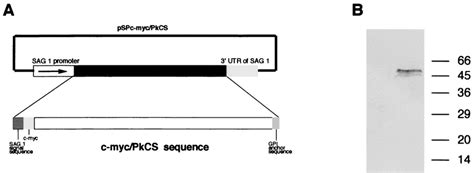 A Schematic Representation Of The Construct Pspc Myc Pkcs B