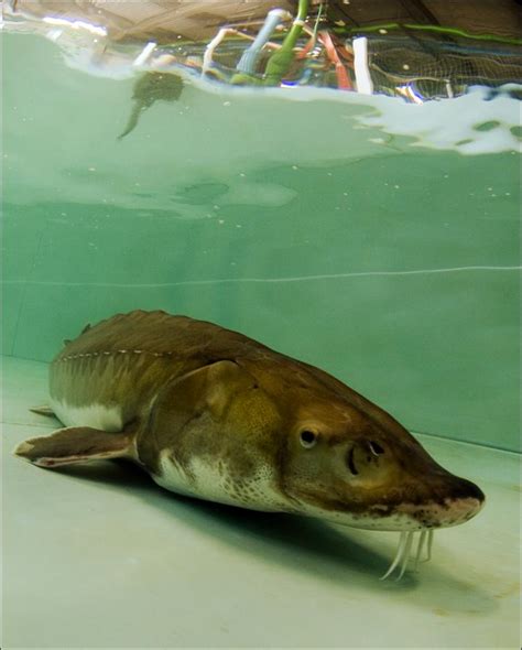 Sturgeon Conservation