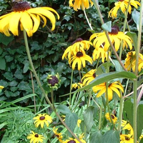 Gew Hnlicher Sonnenhut Bl Te Gelb Rudbeckia Fulgida Galerie Album