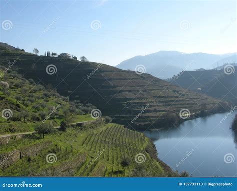 Portuguese Terraces Porto Douro Valley Stock Image Image Of