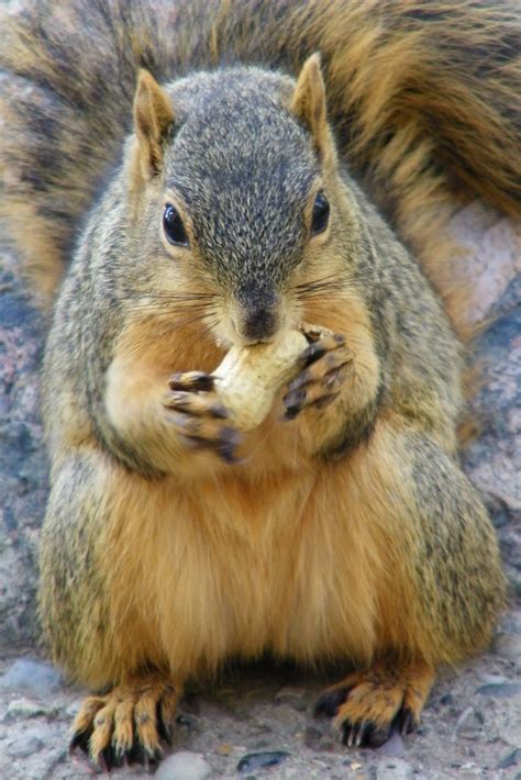 Squirrels At The University Of Michigan In Autumn Corey Seeman Flickr