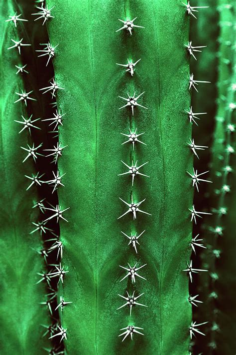 Cactus Texture