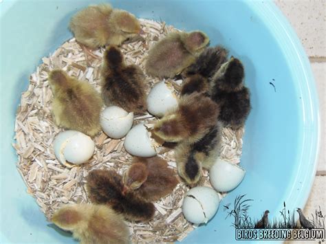 2nd generation of “Celadon” Japanese quail chicks – Birds Breeding Belgium