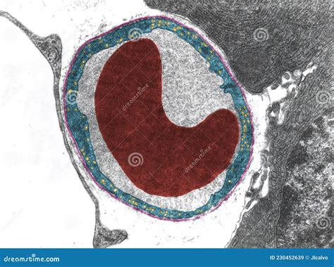 Capillary Vesicles Of Pinocytosis Stock Image Image Of Basement Histology 230452639