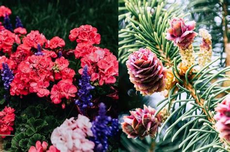 Plantas Con Flores Y Sin Ellas Conoce Porque Existe Esta