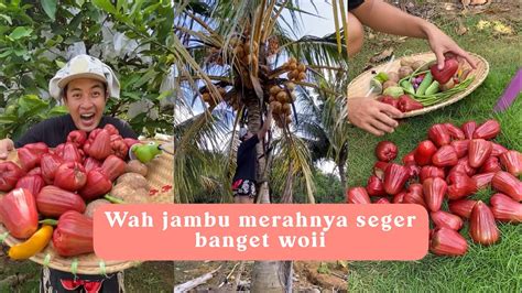 PANEN SAYUR DAN BUAH DARI KEBUN BELAKANG RUMAH GA KERASA PANENNYA