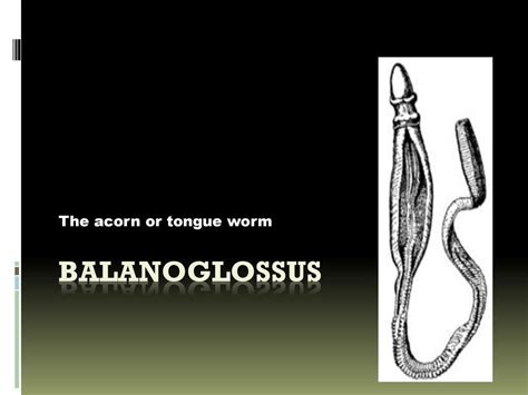 Balanoglossus Diagram