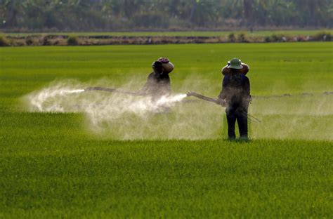 L Unione Europea Rinnova L Uso Del Glifosato Per Altri Anni E Gazette