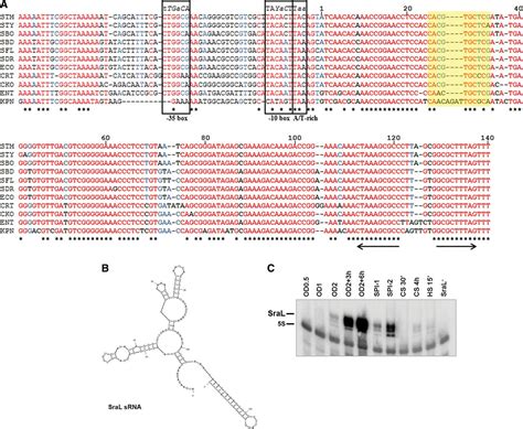 An Rpos Dependent Srna Regulates The Expression Of A Chaperone Involved