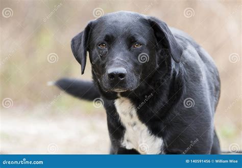 Black Lab Border Collie Mix Puppies