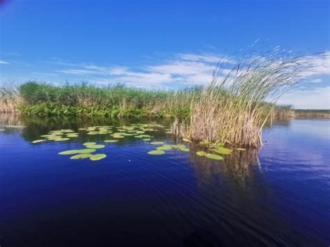 Vieni Paukščiai Jau Palieka Lietuvą Kiti Dar Mėgaujasi Karščiu