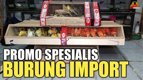 Update Harga Terbaru Aneka Jenis Burung Import Pasar Burung Pramuka