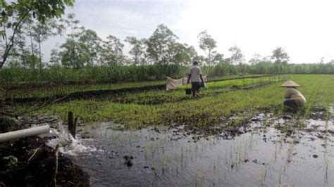 Hujan Lama Tak Turun Petani Sedot Sungai Aliri Ladang KH