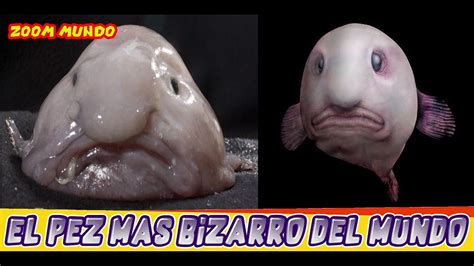 pez gota pez borrón peces bizarros YouTube