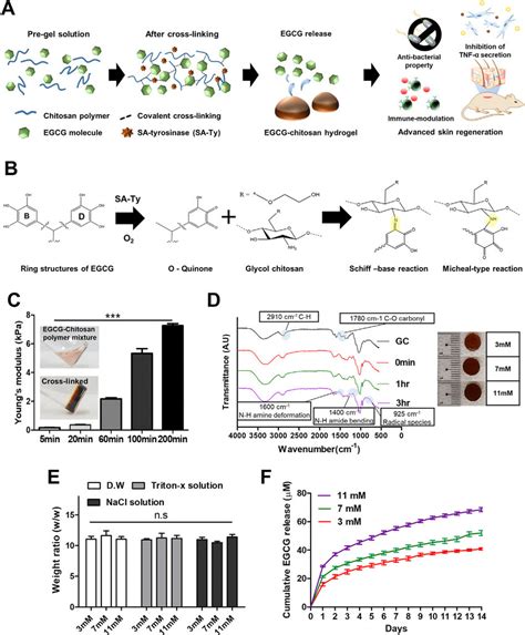 Egcg Chitosan Hydrogel Crosslinking Characteristics A The Schematic