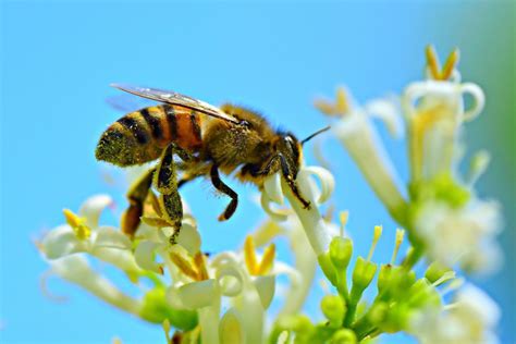 Sabes qué es la polinización y cómo se produce Hidden Nature