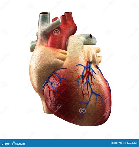 Cuore Reale Isolato Su Bianco Modello Umano Di Anatomia Illustrazione