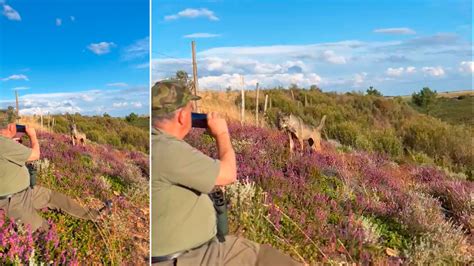 Ins Lito Un Lobo Se Acerca A Tres Metros De Unos Cazadores