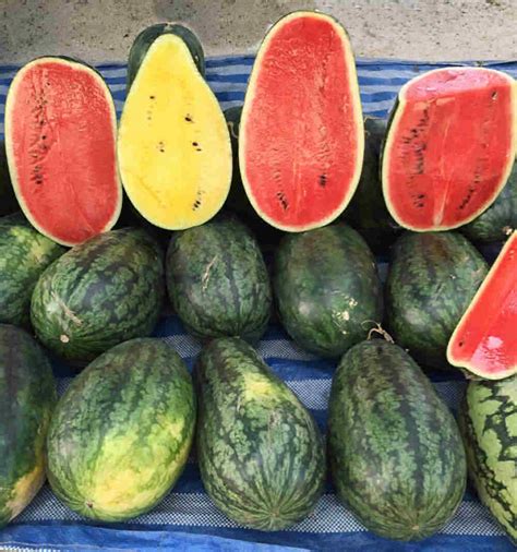 Watermelon Varieties Understanding The Different Types Of Watermelons