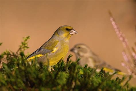 Esp Ces D Oiseaux Magnifiques Observer Dans Votre Jardin Cet Hiver