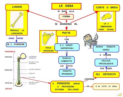 Quanti E Quali Sono I Tipi Di Ossa Tipi Di Ossa Nel Corpo Umano