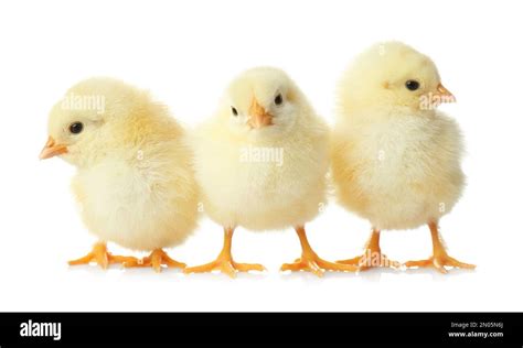 Cute Fluffy Baby Chickens On White Background Farm Animals Stock Photo