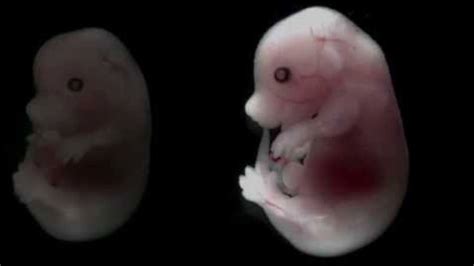 First Human-animal Embryo Experiments Approved By Japanese Government