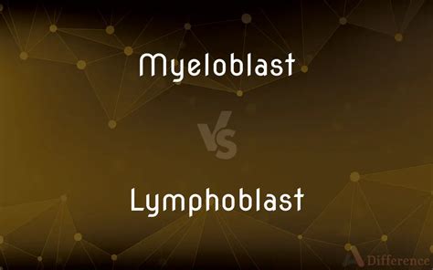 Myeloblast vs. Lymphoblast — What’s the Difference?