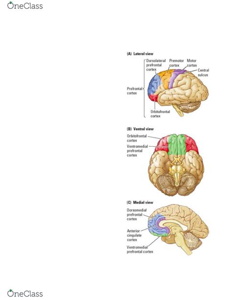 Ventromedial Prefrontal Cortex And Orbitofrontal Cortex