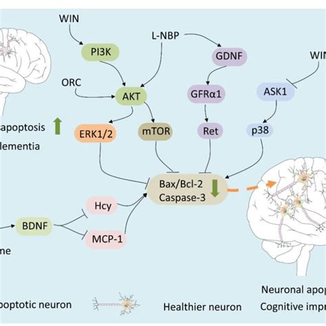 Drugs Treat Vad Through Regulating Apoptosis Related Pathways The