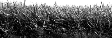 campaign  grassroots guide