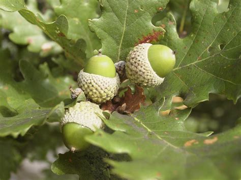 Acorns, free photo, #1459326 - FreeImages.com