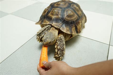 What Vegetables Can A Sulcata Tortoise Eat? A Guide to Safe and ...