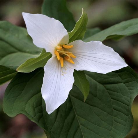 birthroots trillium flower leaf care  picturethis