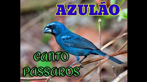 O Azul O Do Nordeste Audio Para Encarte Esquente Seu Azul O Treino