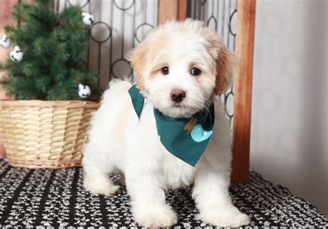 Malachi - Friendly little Male Maltipoo Puppy - Florida Puppies Online