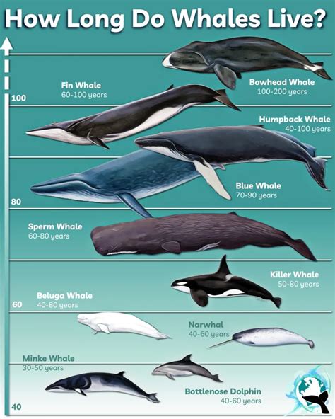 Bowhead whales are considered the longest-living mammals, living for ...