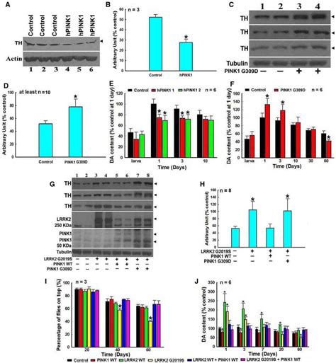 Lrrk2 And Pink1 Reversely Modulate The Thda Pathway And Pd Like