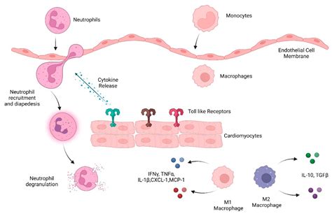 Ijms Free Full Text The Innate Immune System In Cardiovascular