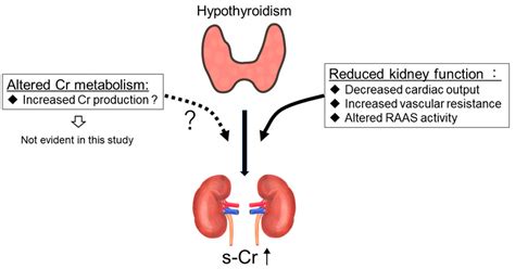 Association Between Urinary Creatinine Excretion And Hypothyroidism In