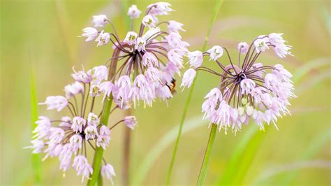 29 Native Plants For North Carolina Gardens