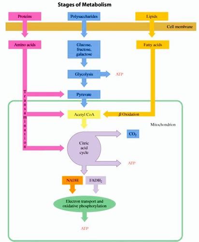 Biochemistry Test Tca Cycle Flashcards Quizlet