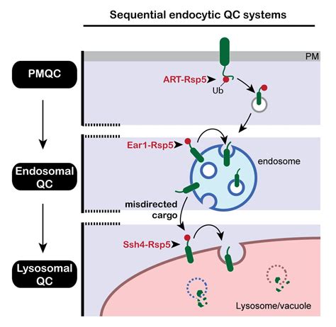 Endo-Lysosome PQC | The Emr Lab