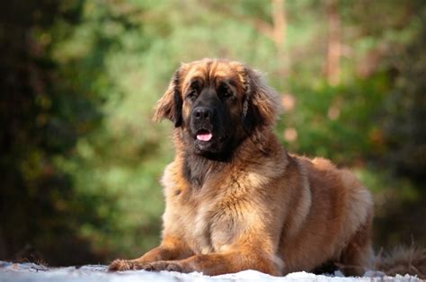 What S The Price Of A Leonberger In 2024 Spot