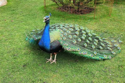 A Bright Blue Beautiful Peacock With Long Tail And Feathers Dances