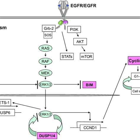 Schematic Diagram Of Egfr Activation Shown For Egfr Are The Four