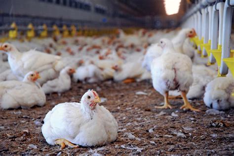 Poultry Producers Working To Prevent Chicken Shortage This Christmas