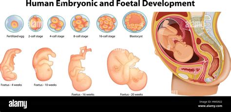 Diagram Showing Human Embryonic And Foetal Development Illustration