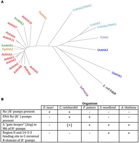 Frontiers Evolution Of Plant P Type Atpases Plant Science